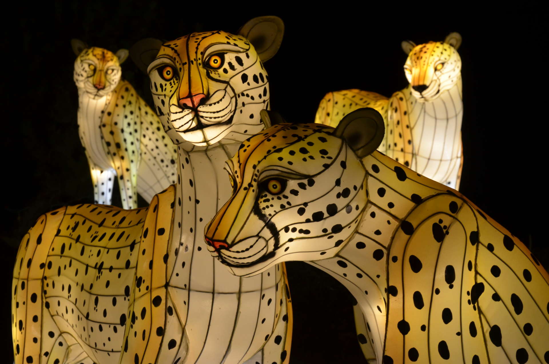 Official Zoo Atlanta promotional photograph of cheetah lantern displays; not documentary evidence of the 2026 installation.